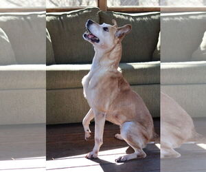 Carolina Dog-Unknown Mix Dogs for adoption in Martinsburg, WV, USA