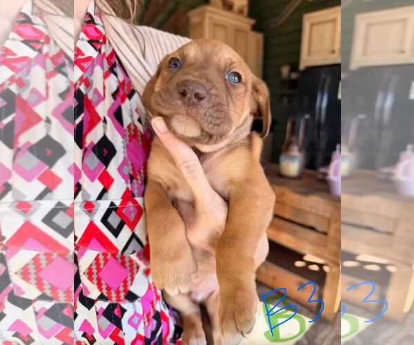 Medium Photo #2 Mastiff-Unknown Mix Puppy For Sale in Duluth, MN, USA