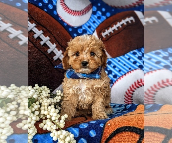 Medium Photo #1 Cavapoo Puppy For Sale in QUARRYVILLE, PA, USA