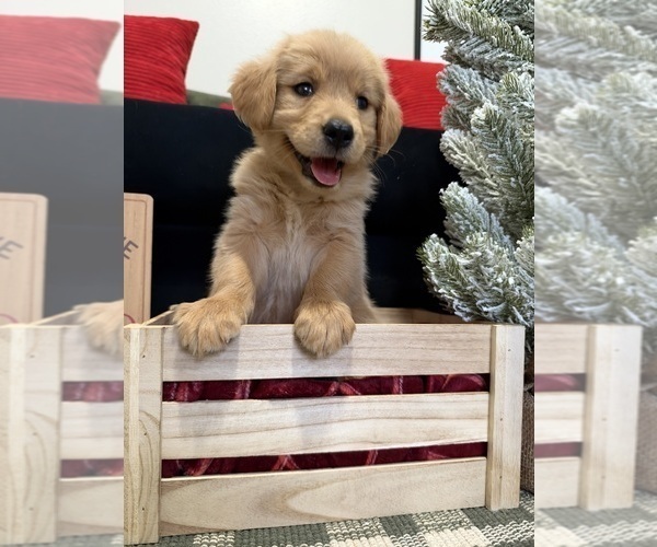 Medium Photo #53 Golden Retriever Puppy For Sale in LAKELAND, FL, USA