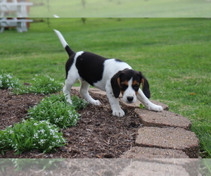 Beagle Puppy for sale in SHILOH, OH, USA