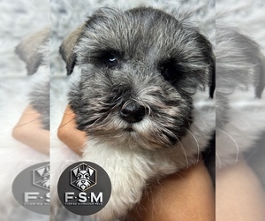 Schnauzer (Miniature) Puppy for sale in KISSIMMEE, FL, USA
