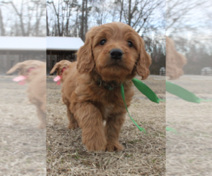 Goldendoodle (Miniature) Puppy for sale in EFLAND, NC, USA