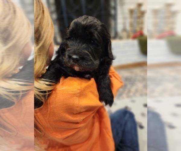 Medium Photo #9 Goldendoodle (Miniature) Puppy For Sale in PONCE DE LEON, FL, USA
