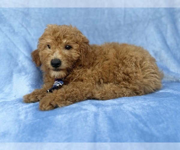 Medium Photo #4 Goldendoodle (Miniature) Puppy For Sale in LAKELAND, FL, USA