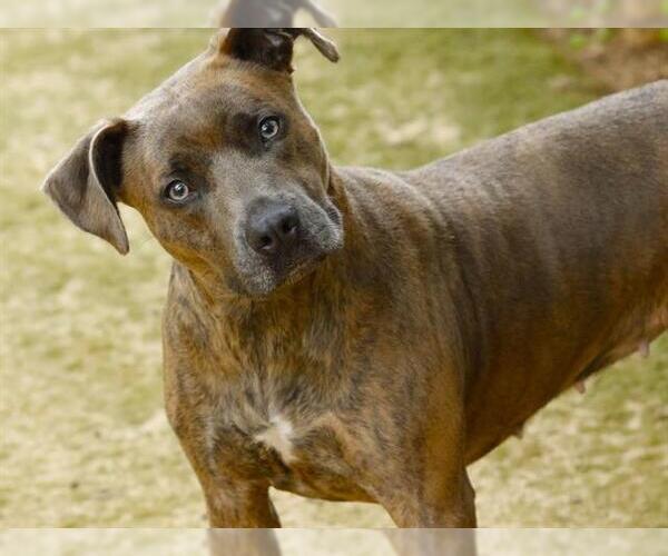 Medium Photo #1 American Pit Bull Terrier Puppy For Sale in Tallahassee, FL, USA