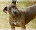 Small American Pit Bull Terrier