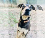 Small #7 Rottweiler Mix