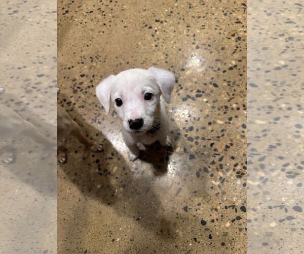 Medium Photo #3 Mutt Puppy For Sale in Brooklyn Center, MN, USA