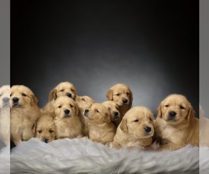 Golden Retriever Puppy for Sale in NEOLA, West Virginia USA