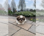 Small #2 Shih Tzu