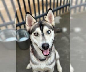 Siberian Husky Dogs for adoption in Santa Barbara, CA, USA