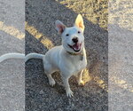 Small Texas Heeler Mix