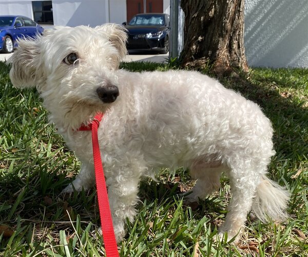 Medium Photo #3 Poodle (Miniature) Puppy For Sale in Satellite Bch, FL, USA