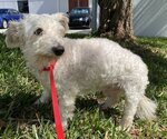 Small Photo #3 Poodle (Miniature) Puppy For Sale in Satellite Bch, FL, USA