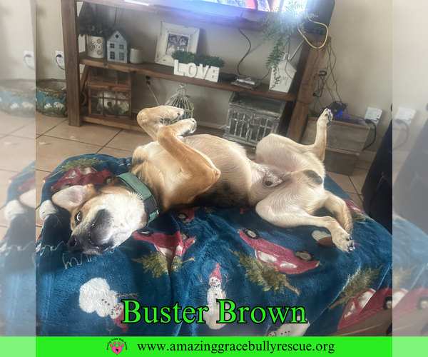 Medium Photo #6 Beagle-Coonhound Mix Puppy For Sale in Pensacola, FL, USA