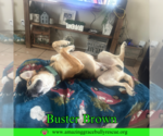 Small #5 Beagle-Coonhound Mix