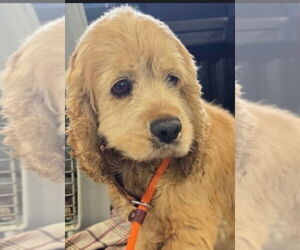Cocker Spaniel Dogs for adoption in Foristell, MO, USA