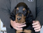 Small Photo #13 Gordon Setter Puppy For Sale in PADUCAH, KY, USA