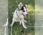 Small #1 Huskies  Mix