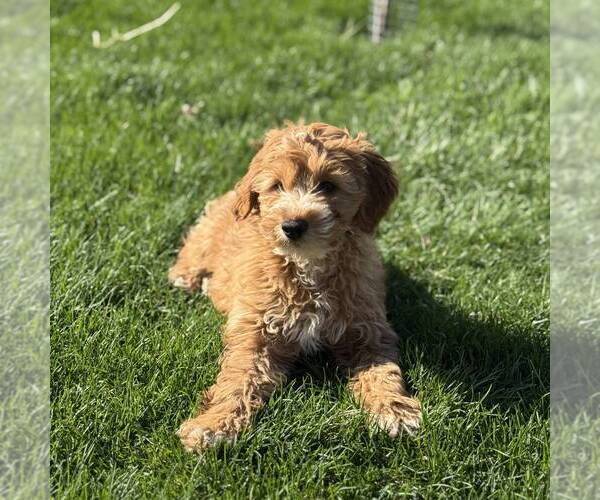 Medium Photo #1 Goldendoodle (Miniature) Puppy For Sale in LITITZ, PA, USA
