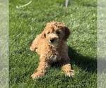 Small Goldendoodle (Miniature)