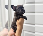 Small Photo #16 French Bulldog Puppy For Sale in LAVEEN, AZ, USA