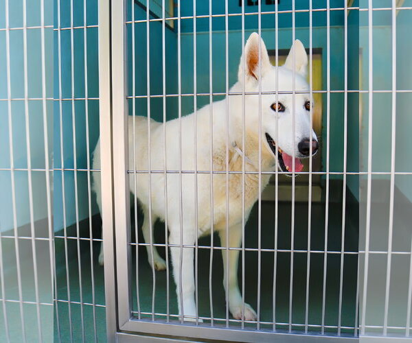 Medium Photo #2 German Shepherd Dog Puppy For Sale in Pasadena, CA, USA