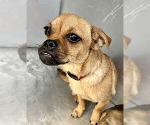 Chug Dogs for adoption in Waco, TX, USA