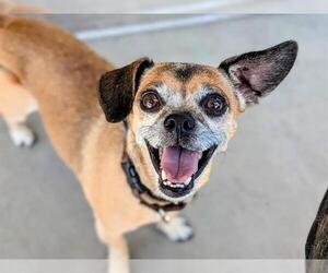 Chug Dogs for adoption in Denver, CO, USA