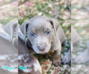 Catahoula Leopard Dog Puppy for sale in MORAN, MI, USA