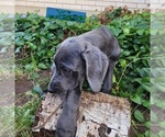 Small Photo #3 Great Dane Puppy For Sale in OGDEN, UT, USA