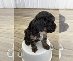 Small Photo #3 Poodle (Miniature) Puppy For Sale in APPLE CREEK, OH, USA