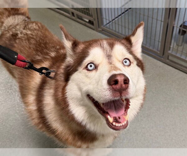Medium Photo #1 Siberian Husky Puppy For Sale in San Clemente, CA, USA