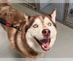 Small Siberian Husky