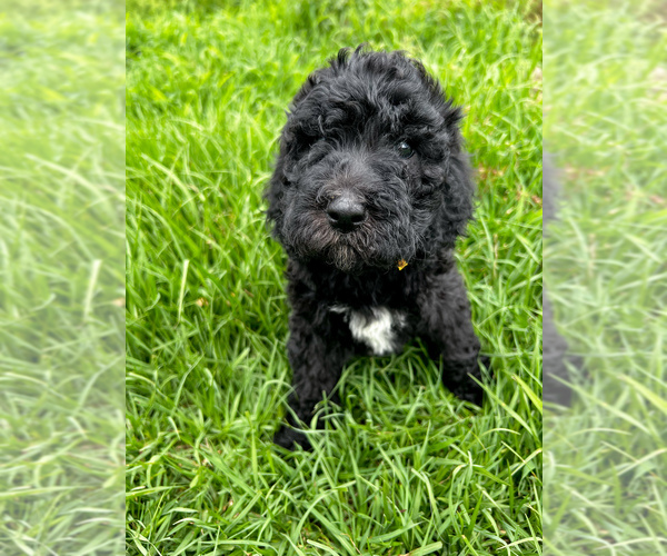 Medium Photo #10 Poodle (Standard) Puppy For Sale in TIMMONSVILLE, SC, USA