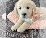 Small Photo #1 Golden Retriever Puppy For Sale in SPOKANE, WA, USA