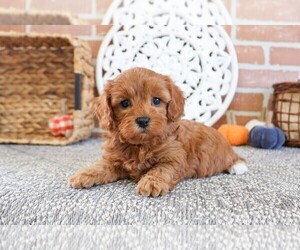 Cavapoo-Poodle (Toy) Mix Puppy for Sale in SYRACUSE, Indiana USA