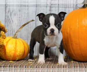 Boston Terrier Puppy for sale in FREDERICKSBG, OH, USA