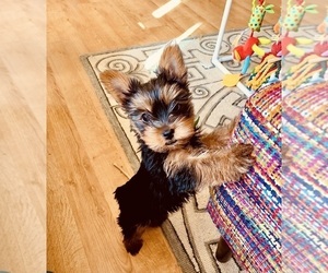 Yorkshire Terrier Puppy for sale in PORTLAND, OR, USA