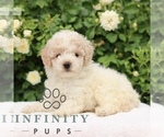Small #2 Poodle (Toy)