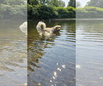 Small #2 Great Pyrenees Mix