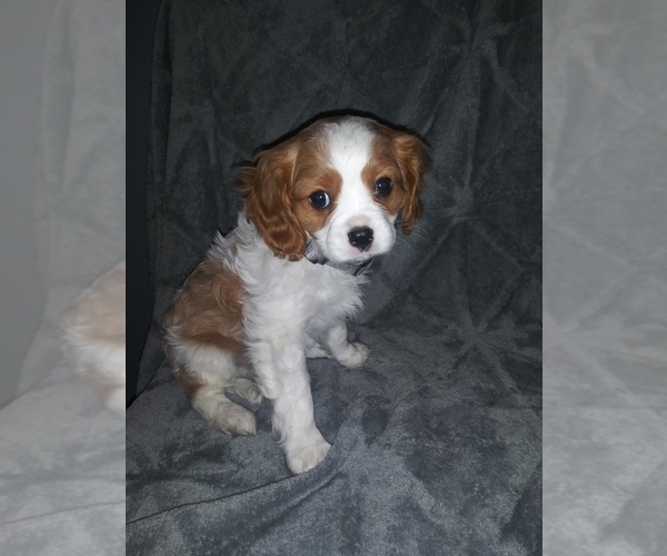 Medium Photo #4 Cavalier King Charles Spaniel Puppy For Sale in HOWLAND, OH, USA