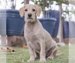 Small Photo #4 Colonial Cocker Spaniel-Unknown Mix Puppy For Sale in San Diego, CA, USA