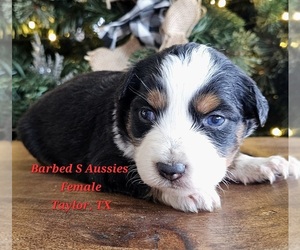 Australian Shepherd Puppy for sale in TAYLOR, TX, USA