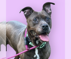 Mutt Dogs for adoption in Rockville, MD, USA