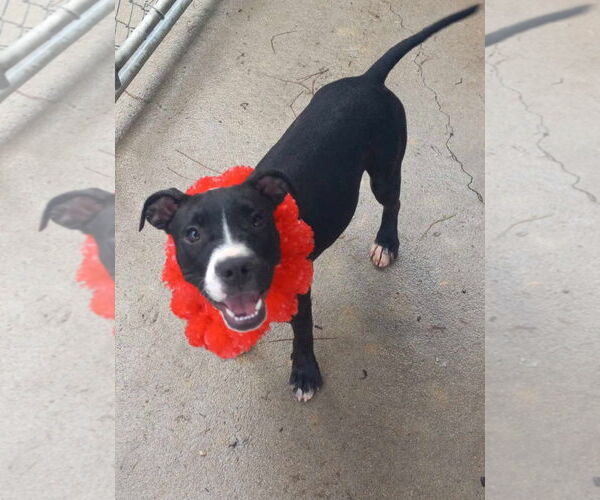 Medium Photo #8 American Pit Bull Terrier Puppy For Sale in Murfreesboro, NC, USA