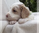 Small Photo #27 Goldendoodle Puppy For Sale in PIERSON, FL, USA