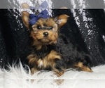 Small #4 Yorkshire Terrier