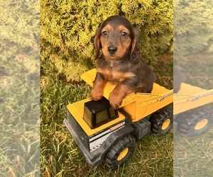 Dachshund Puppy for sale in MIDDLEBURY, IN, USA